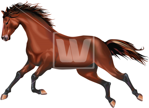 Galloping Wild Mustang - Horse (550x400), Png Download