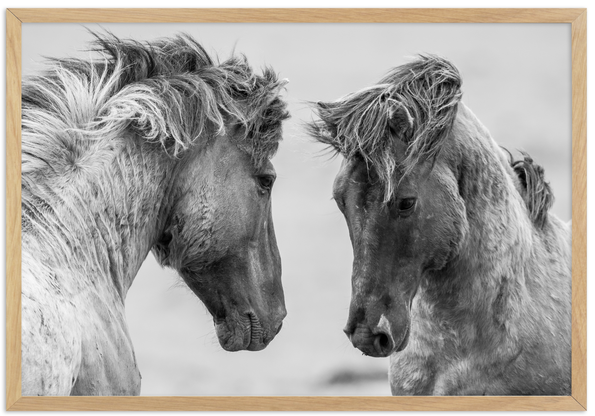 Wild Horses Ls (2048x2527), Png Download