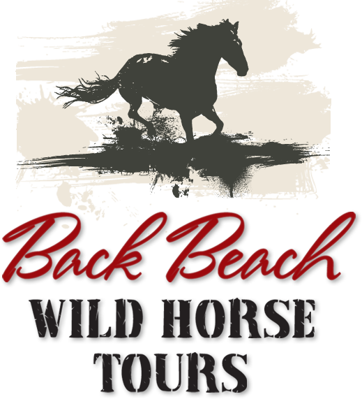 Back Beach Wild Horse Tours Tours In Open Safari Cars - Neil Young & Crazy Horse: Canadian Horsepower (dvd) (519x571), Png Download