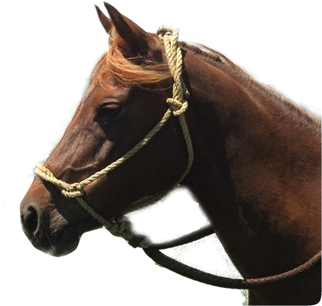 Horse - Horse Head Western (464x440), Png Download