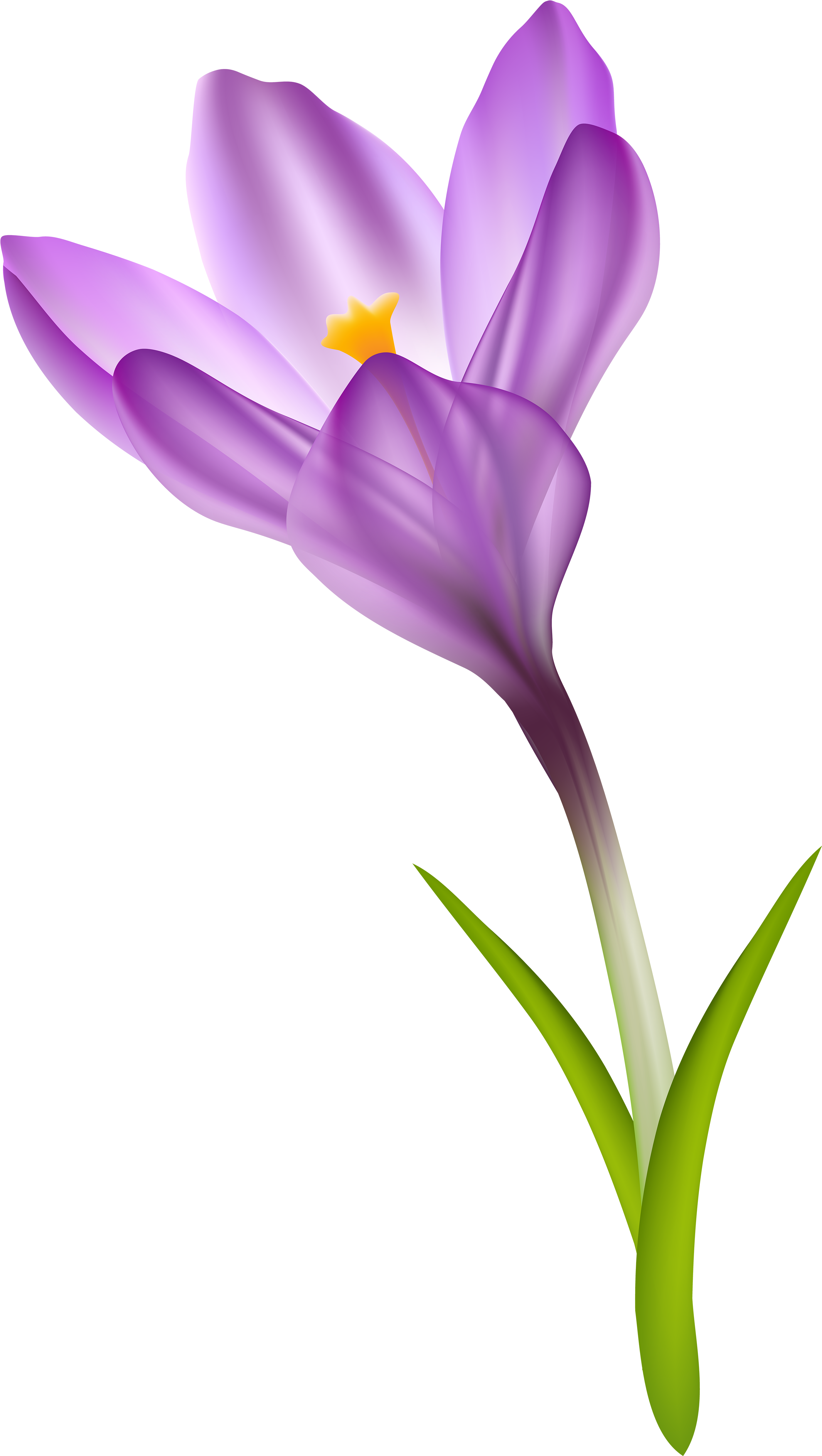 Crocus Clip Art Free (2860x5000), Png Download