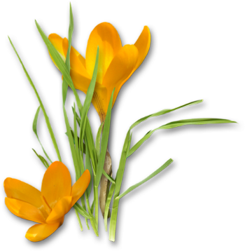 Crocus Png Hd - Yellow Crocus Png (350x358), Png Download