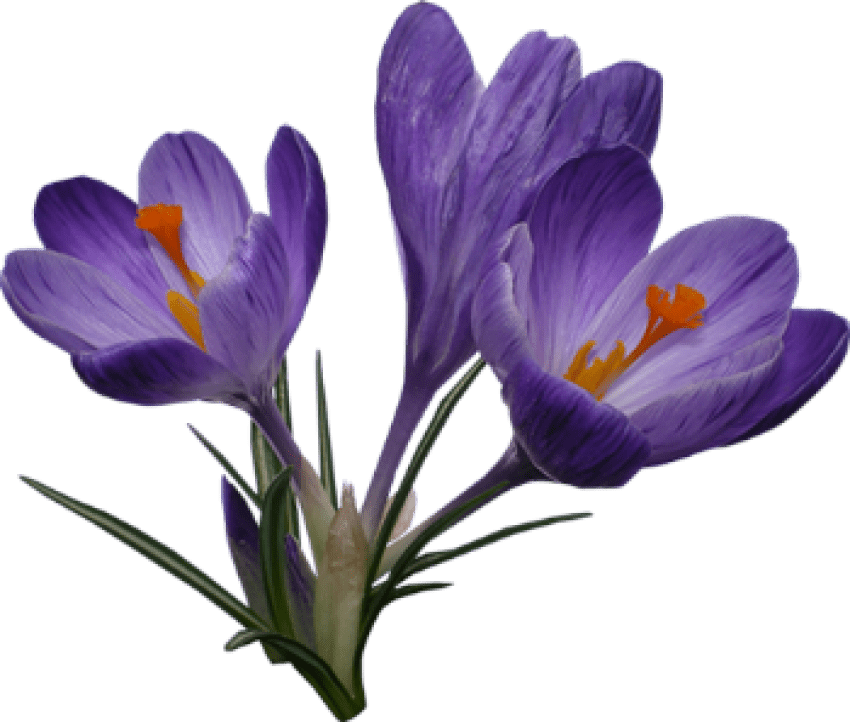 Free Png Crocus Png Images Transparent - Crocus Png (850x722), Png Download