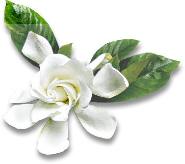 A Report On Cherry Blossoms From Japan - Gardenia (377x334), Png Download