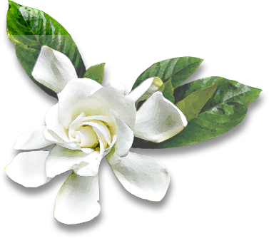Download A Report On Cherry Blossoms From Japan Gardenia Png Image With No Background Pngkey Com