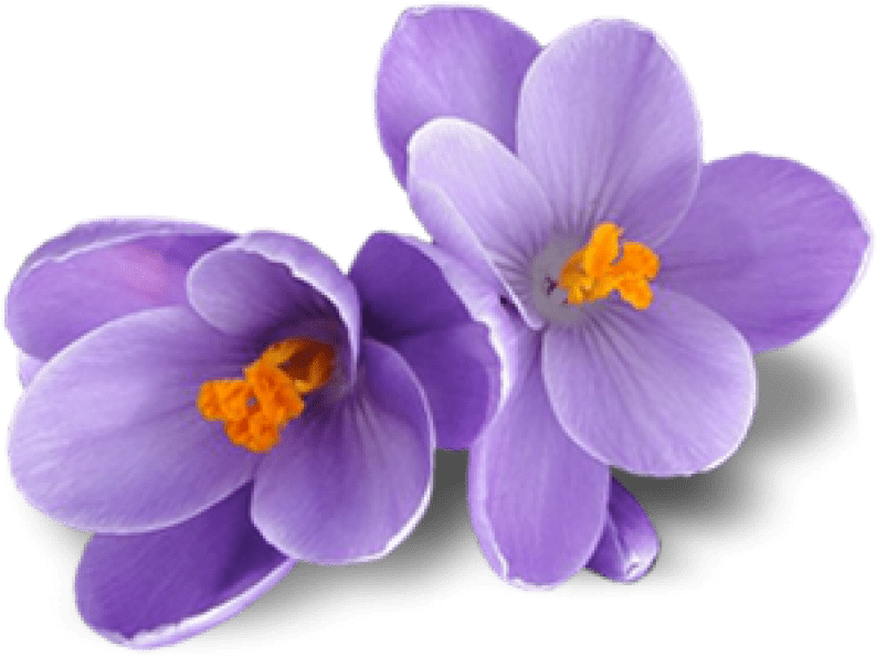 Free Png Crocus Png Images Transparent - Portable Network Graphics (850x635), Png Download