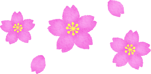 Cherry Blossom (500x246), Png Download