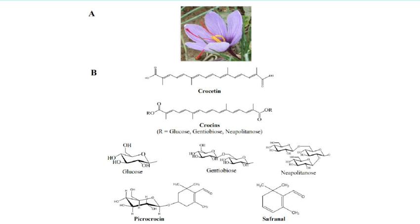 The Flower Of The Plant Crocus Sativus L - Sativum (850x453), Png Download