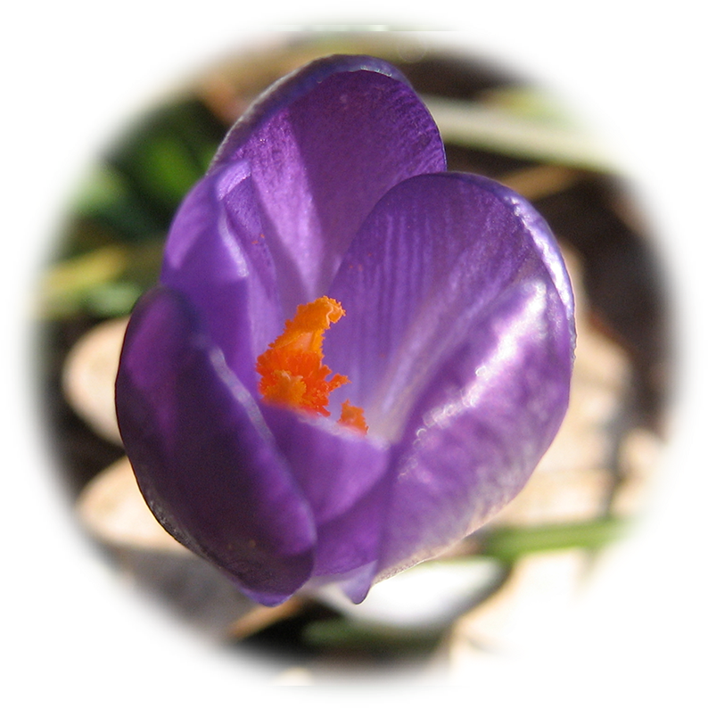 $11 - 00 - Spring Crocus (833x833), Png Download