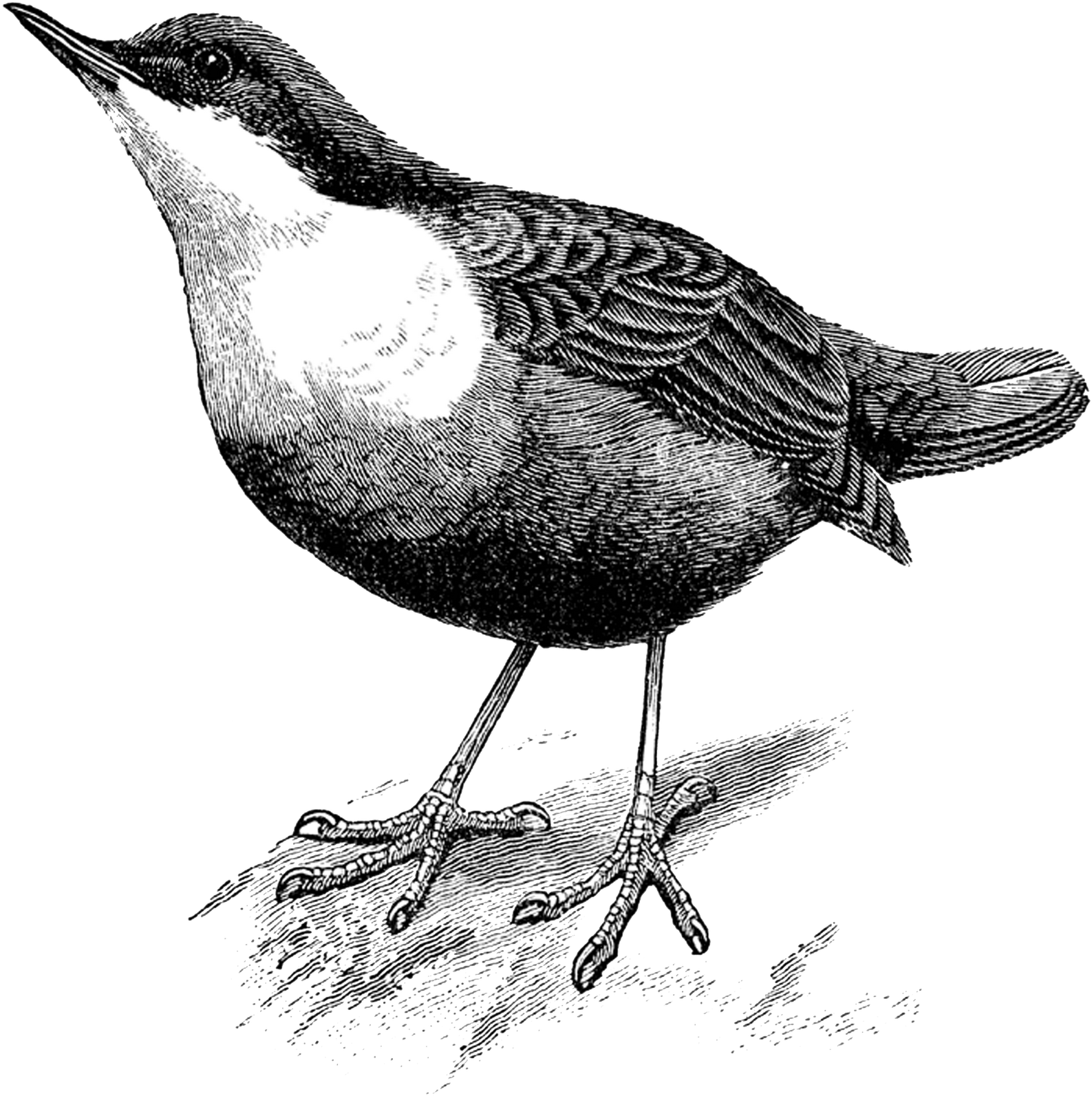 {click On Png Image To Download/save} The Above Image - Transparent Dipper Bird (1589x1600), Png Download