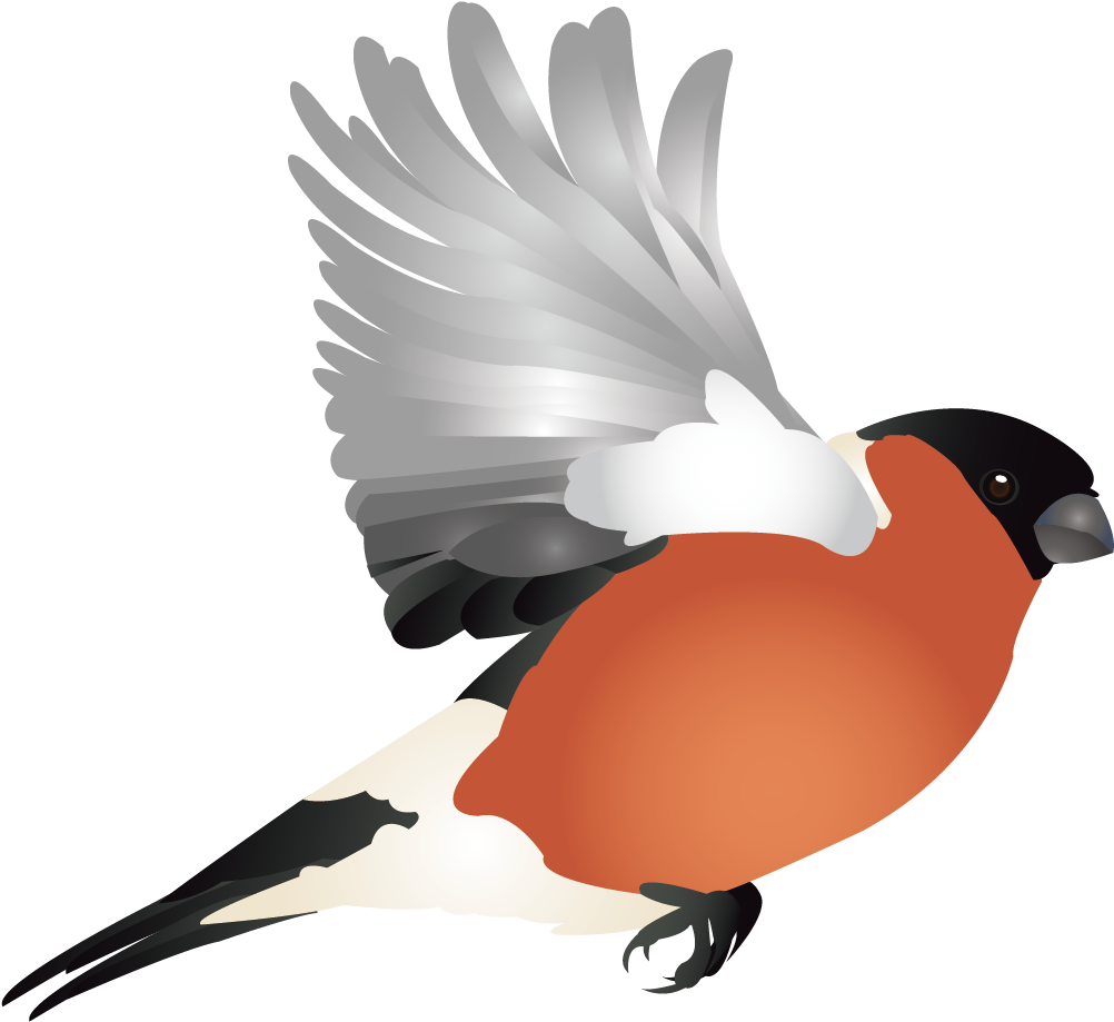 Vector Graphics (1135x1134), Png Download