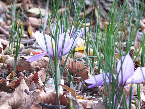 Enlarge - Crocus (500x500), Png Download