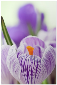 Photograph (400x400), Png Download
