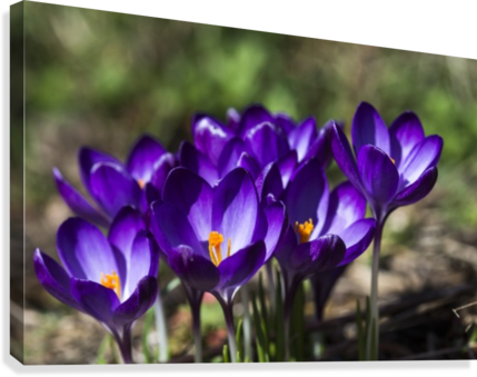 Crocuses In Bloom - Posterazzi Crocuses In Bloom Astoria Oregon United (429x339), Png Download