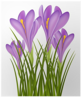 Crocus (400x400), Png Download