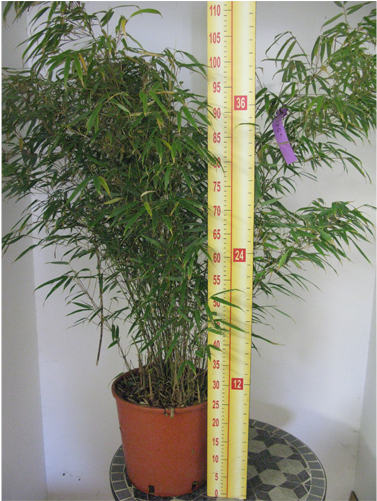 Fargesia Murielae Rufa Fountain Bamboo 10ltr - Fargesia (500x500), Png Download