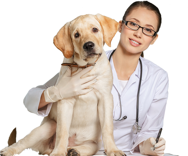 Vet Png - Veterinary Doctor Png (720x562), Png Download