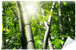 Bamboo (400x400), Png Download