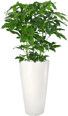 Umbrella Plant - Schefflera Amate (610x581), Png Download