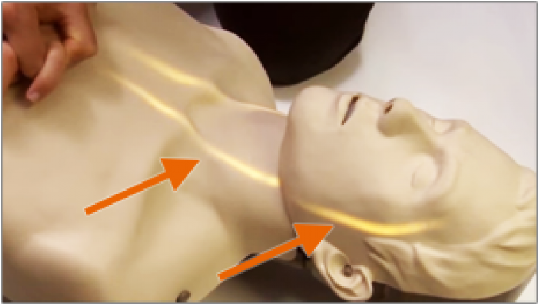 Manikin Brayden Cpr Training Equipment - Art (766x1000), Png Download