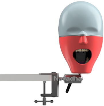 Navadha Isim Bench Mount Dental Manikin Phantom Head, - Navadha Adc Manikin Bench Mount (497x500), Png Download