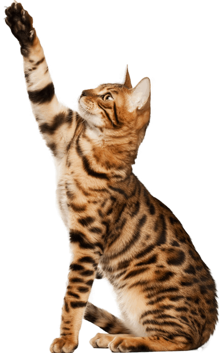 Veterinarian In Austin & Emergency Vet In Austin - Cats Pet (458x729), Png Download