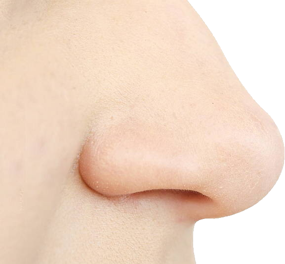 Human Nose Png - Nose (577x533), Png Download