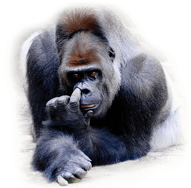 Gorilla Picking Nose - Nose-picking (651x614), Png Download