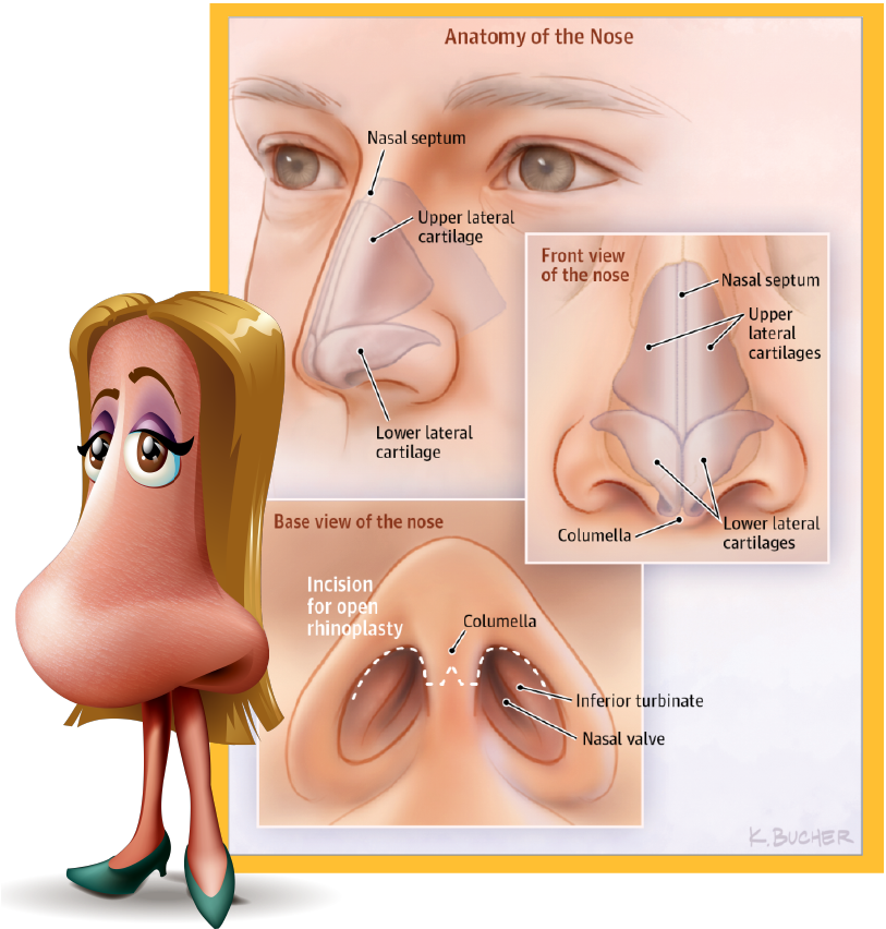 Rhinoplasty, Commonly Known As A “nose Job,” Is The - Nose Anatomy Rhinoplasty (827x947), Png Download