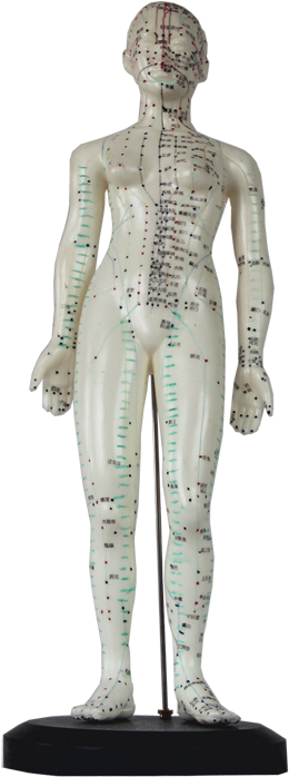Manikin For Acupunctureproduct No - Suzhou Medical Treatment Products Factory Limited Company (700x700), Png Download