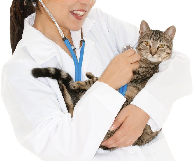 Cat (700x550), Png Download
