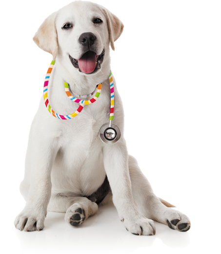 Find A Vet - Veterinarian Png Dog (453x520), Png Download