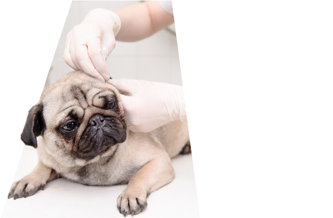 X Ray - Pug (1280x440), Png Download