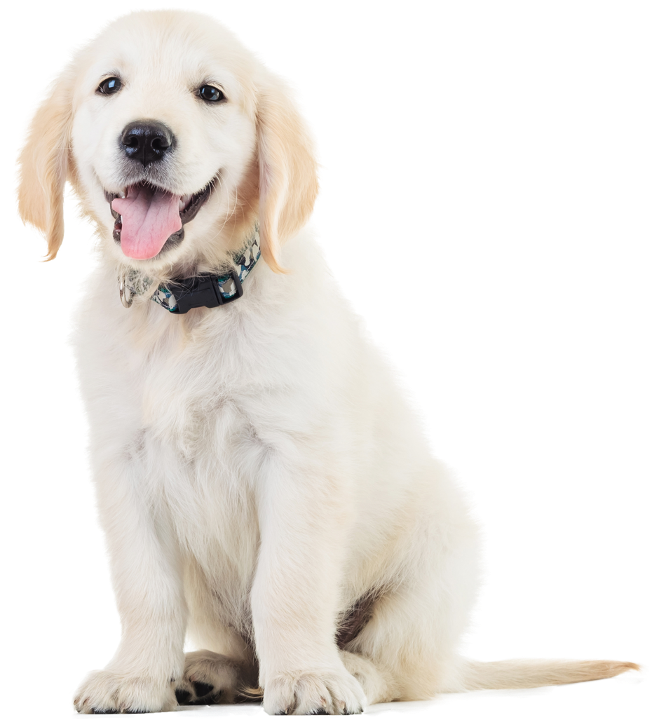 Dog - Veterinary Clinics (930x1273), Png Download