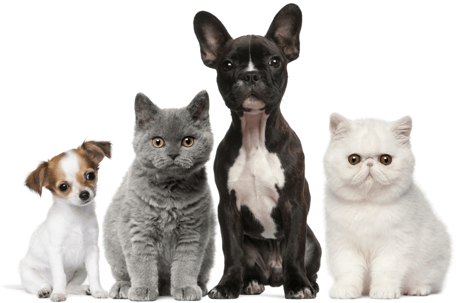 Veterinary Care Services - Dogs And Puppies And Cats And Kittens (1000x627), Png Download