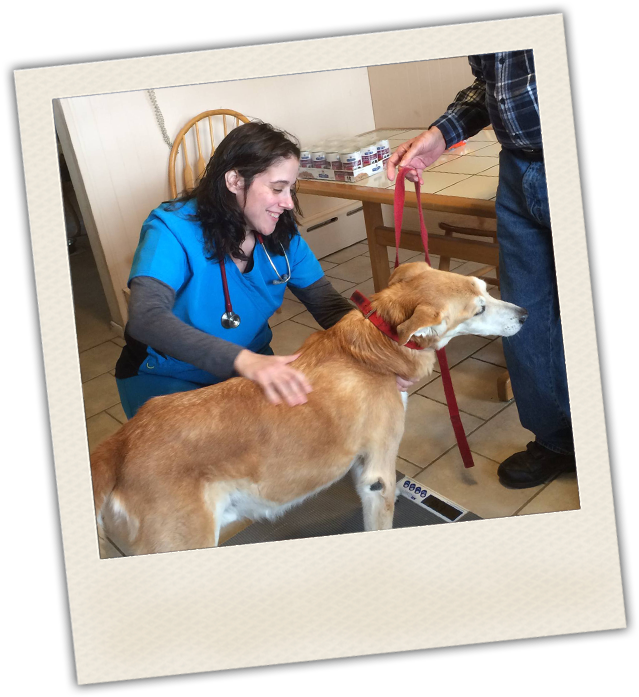 Mobile Vet - Housepaws Mobile Veterinary (642x706), Png Download