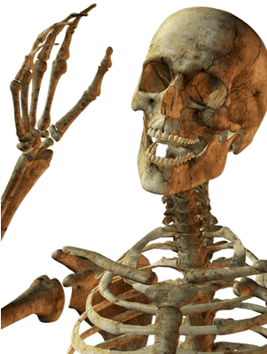 Skulls And Skeletons Transparent Png Images - Skeleton Png (400x400), Png Download