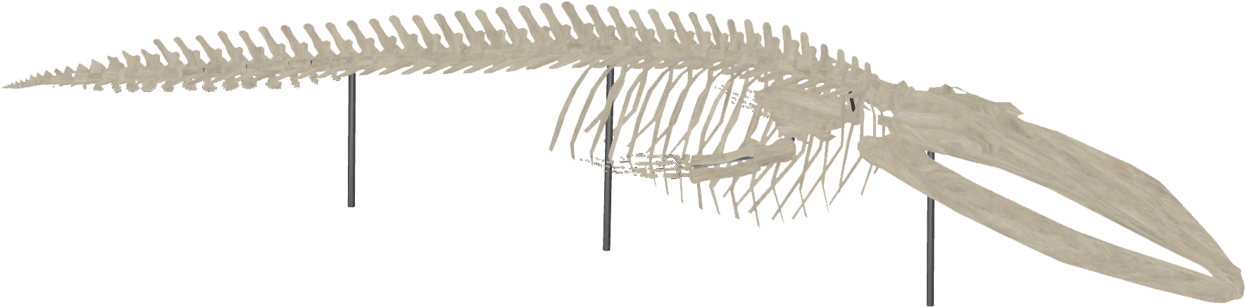 Whale Skeleton - Wiki (1767x1767), Png Download