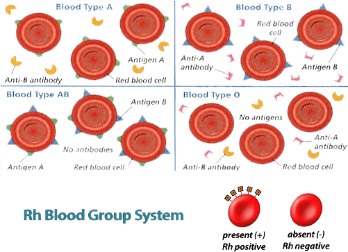 Who Can Donate Or Receive Blood - Blood Type Antibodies (500x375), Png Download