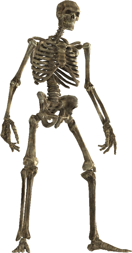 Drokt - Skyrim Wiki - Skeleton (484x921), Png Download