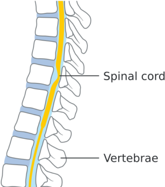 Spinal Cord Diagram - Spinal Cord (500x407), Png Download
