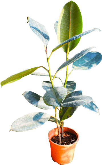 If You Like This Template And Want To Use Them, Please - Flowerpot (600x667), Png Download