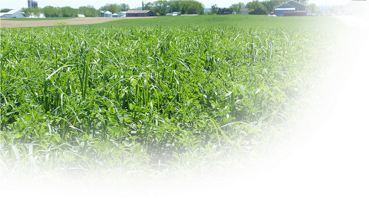 Forage Seeds - Grass (1224x665), Png Download