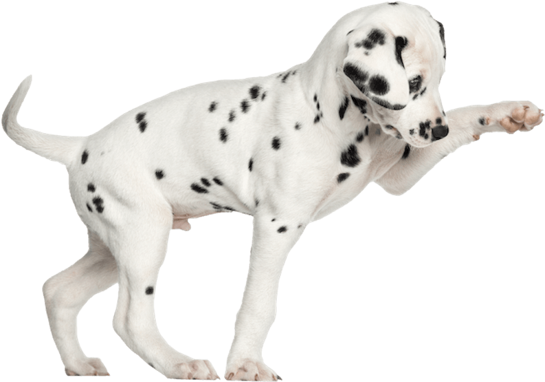 Dalmation Pup Png800 - Laser Pet Collar (800x598), Png Download
