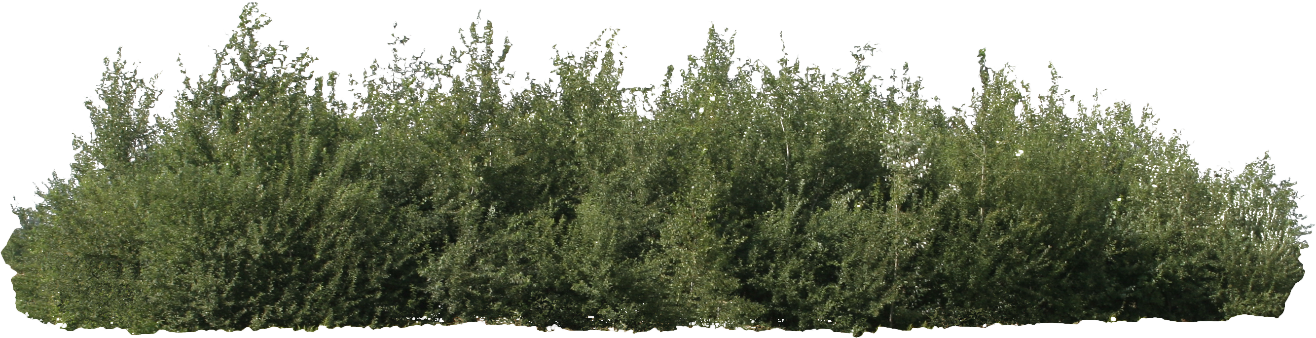 Desert Bush Png Graphic Royalty Free Download - Bushes Png - Free
