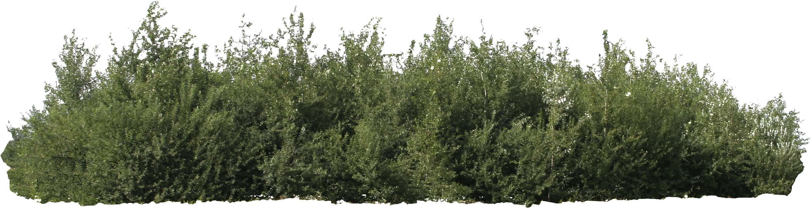 Desert Bush Png Graphic Royalty Free Download - Bushes Png (2805x871), Png Download