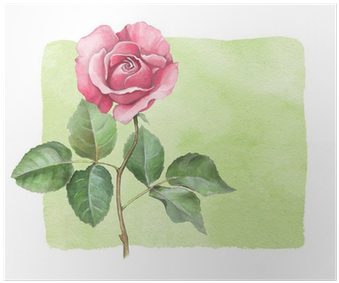 Watercolor Illustration Of Rose Flower Poster • Pixers® - Özgül Grup Dekoratif Baskılı Gül Kırlent (400x400), Png Download