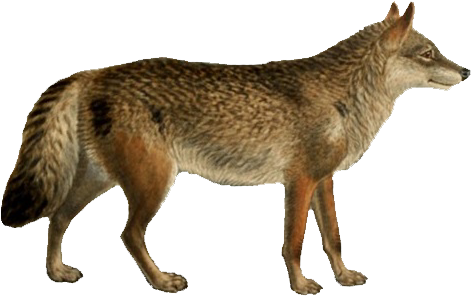 Dogs, Jackals, Wolves, And Foxes - Red Wolf With Transparent Background (500x314), Png Download
