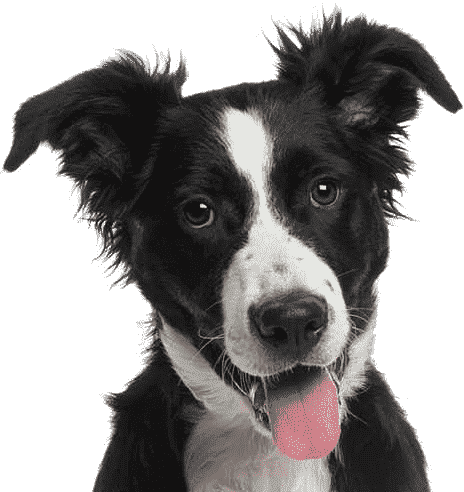 Cat Dog - Border Collie (464x492), Png Download