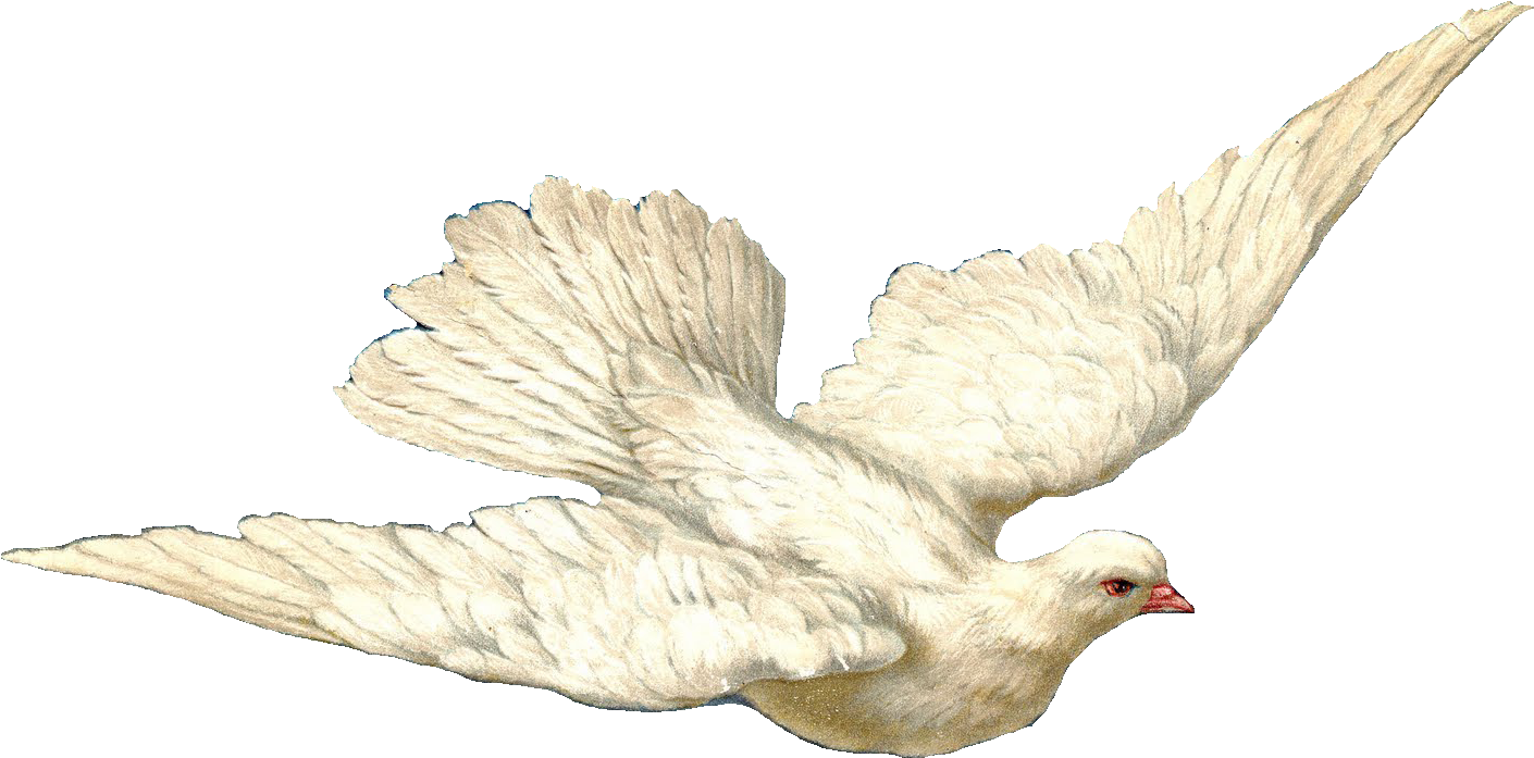 Swallow And Dove - Holy Spirit Dove With Transparent Background (1430x755), Png Download